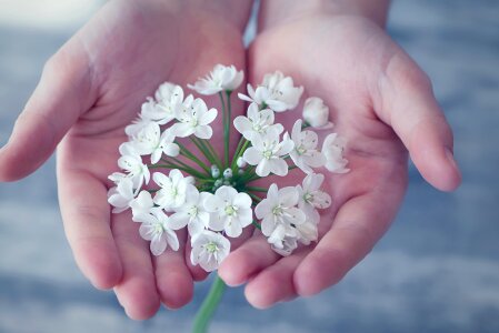 White white flower spring