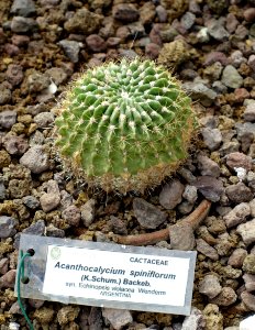 Acanthocalycium spiniflorum - Orto botanico - Rome, Italy - DSC00046
