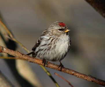 Acanthis flammea Oulu 20120507 03