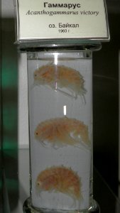Acanthogammarus victorii