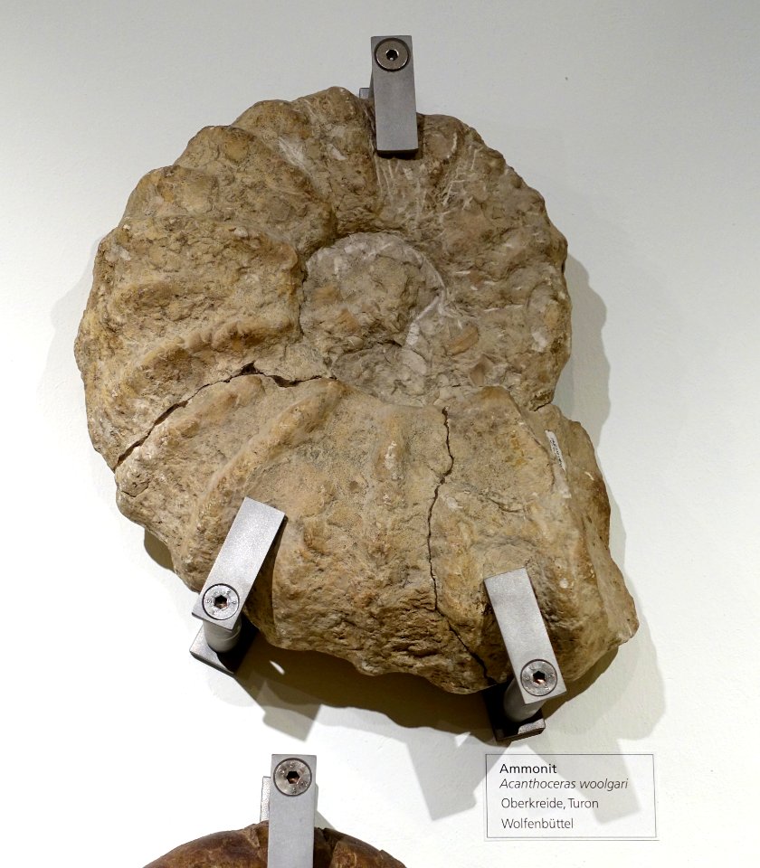 Acanthoceras woolgari - Naturhistorisches Museum, Braunschweig, Germany - DSC05241