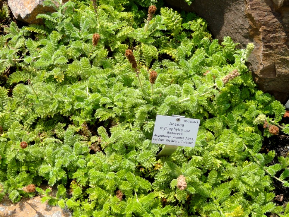 Acaena myriophylla - Palmengarten Frankfurt - DSC01898