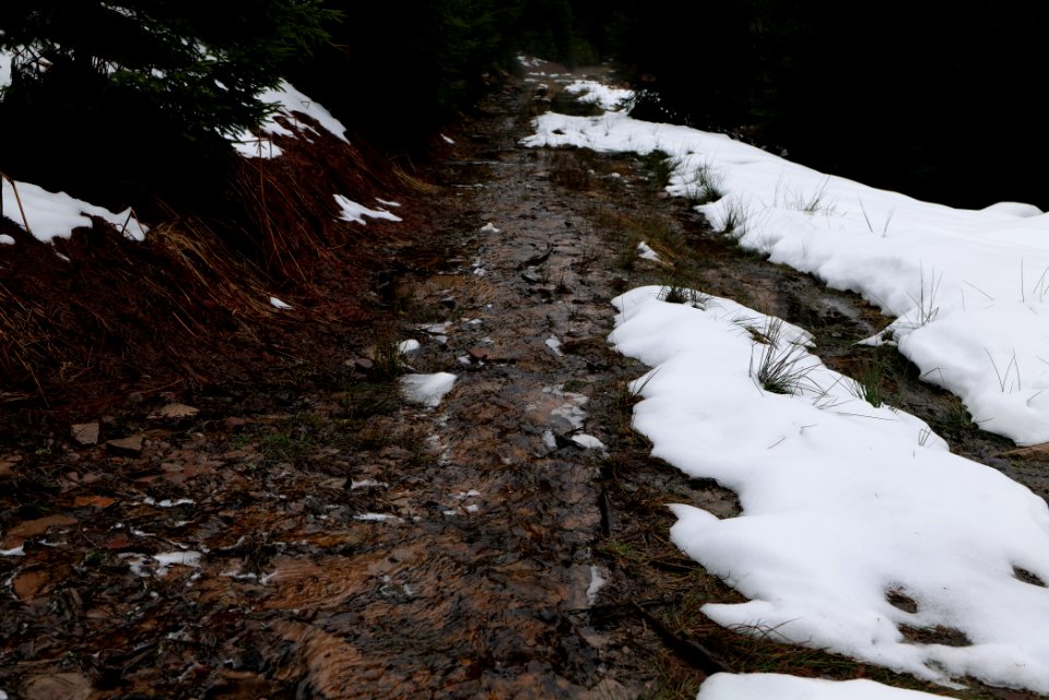 Abondand track in the Black Forest at north of Obertal Baiersbronn 2020-03-11 18