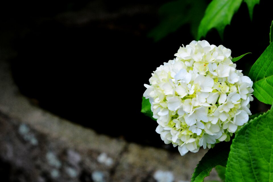 Japan kamakura hydrangea