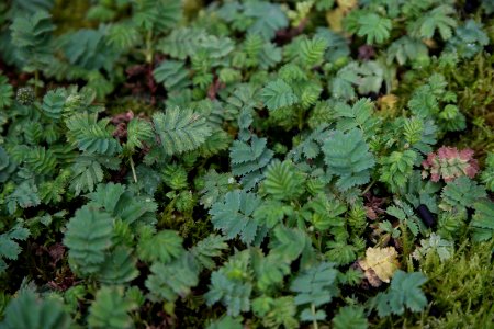 Acaena magellanica at the Sub Antarctic Plant House, Royal Tasmanian Botanical Gardens 01
