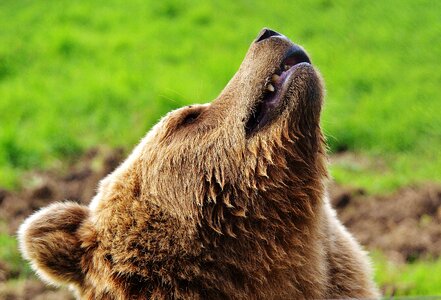 Dangerous animal world fur