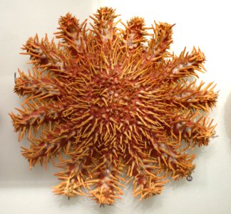 Acanthaster planci - National Museum of Nature and Science, Tokyo - DSC07039