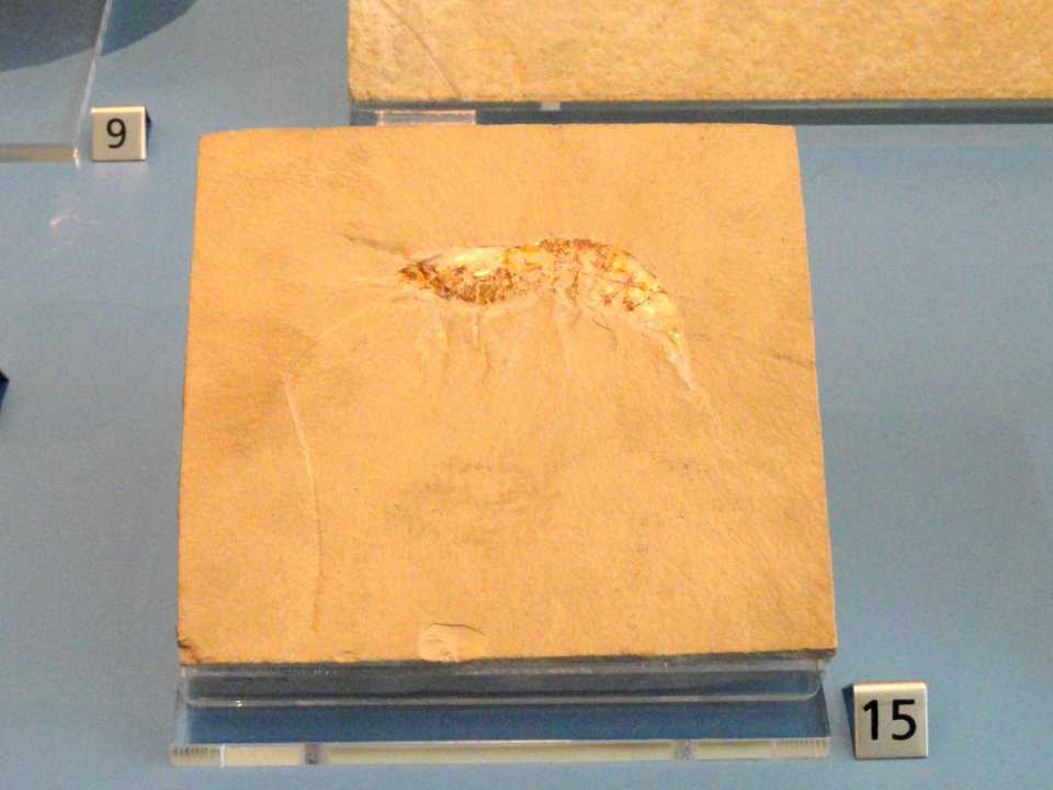 Acanthochirana longipes - Royal Ontario Museum - DSC00003