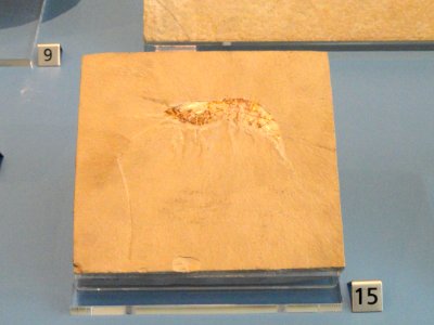 Acanthochirana longipes - Royal Ontario Museum - DSC00003