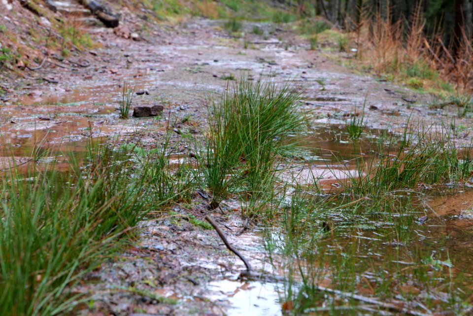 Abondand track in the Black Forest at north of Obertal Baiersbronn 2020-03-11 05