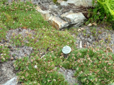 Acantholimon glumaceum - Botanischer Garten, Frankfurt am Main - DSC02643