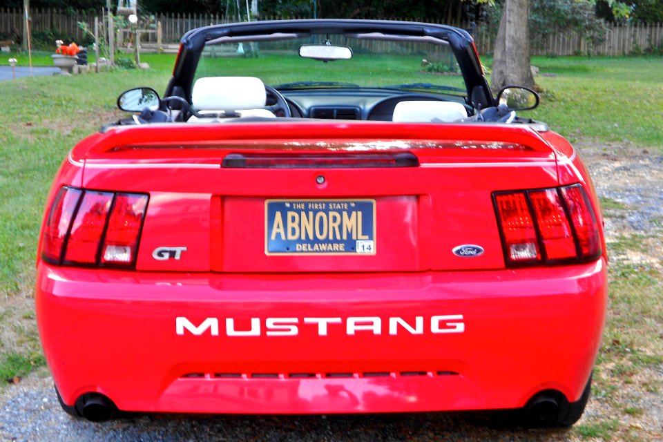 Abnorml Delaware Mustang