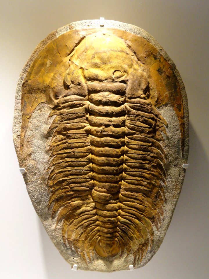 Acadoparadoxides briareus, Middle Cambrian, Jbel Wawrmast Formation, Sidi Abdallah ben al Hadj, Morocco - Houston Museum of Natural Science - DSC01409