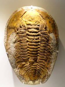 Acadoparadoxides briareus, Middle Cambrian, Jbel Wawrmast Formation, Sidi Abdallah ben al Hadj, Morocco - Houston Museum of Natural Science - DSC01409 photo