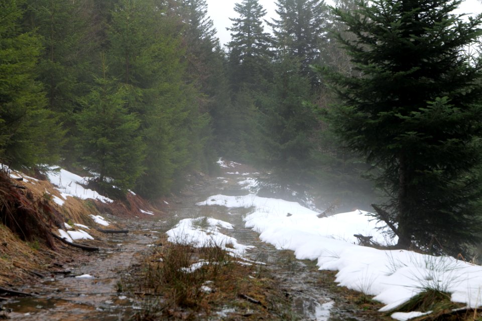 Abondand track in the Black Forest at north of Obertal Baiersbronn 2020-03-11 13