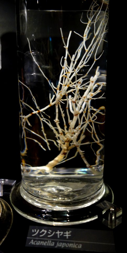 Acanella rigida (Acanella japonica) - National Museum of Nature and Science, Tokyo - DSC06791