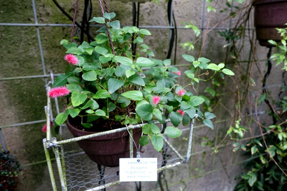 Acalypha chamaedrifolia (Acalypha hispaniolae) - Botanischer Garten - Heidelberg, Germany - DSC01004