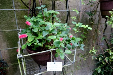 Acalypha chamaedrifolia (Acalypha hispaniolae) - Botanischer Garten - Heidelberg, Germany - DSC01004