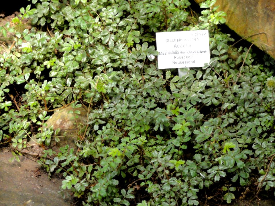Acaena anserinifolia - Palmengarten Frankfurt - DSC01913
