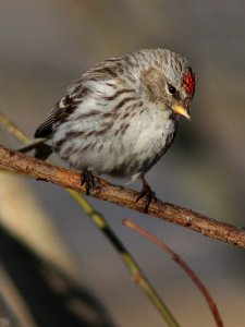 Acanthis flammea Oulu 20120507 02