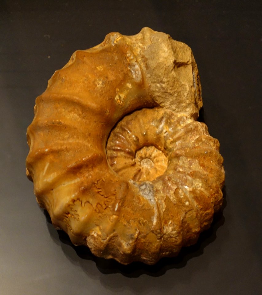 Acanthoceras cenomanense, St. Carre, France - Museum fur Naturkunde, Berlin - DSC00082