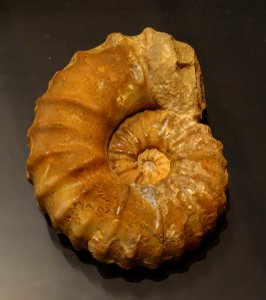 Acanthoceras cenomanense, St. Carre, France - Museum fur Naturkunde, Berlin - DSC00082