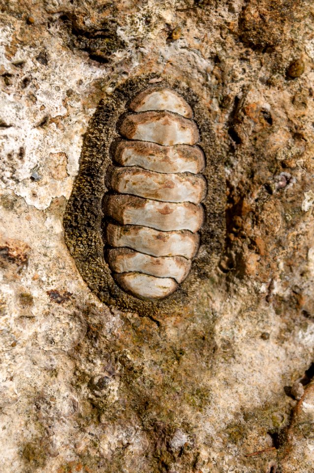 Acanthopleura granulata in Margarita island