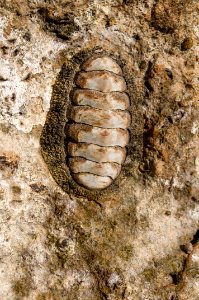 Acanthopleura granulata in Margarita island