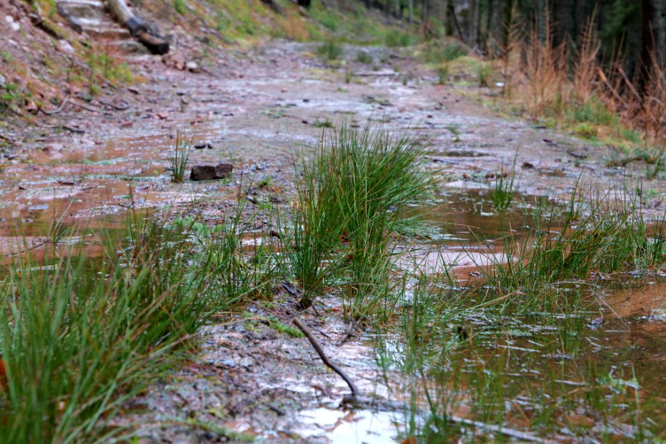Abondand track in the Black Forest at north of Obertal Baiersbronn 2020-03-11 06