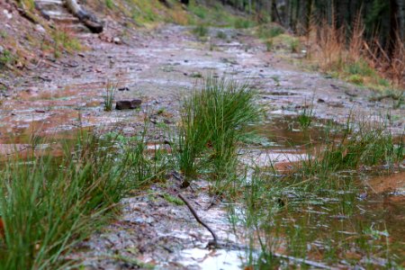 Abondand track in the Black Forest at north of Obertal Baiersbronn 2020-03-11 06