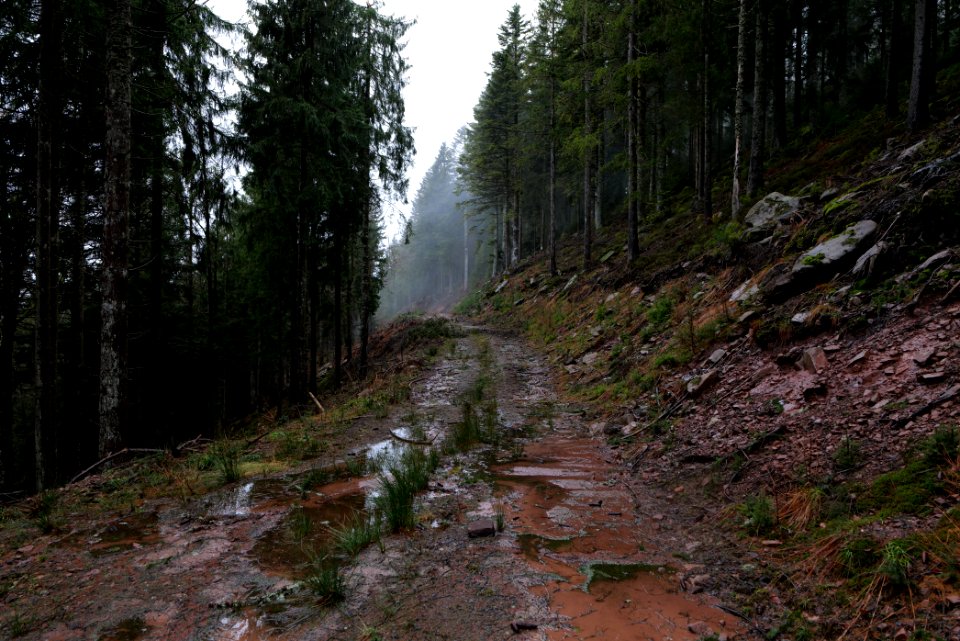 Abondand track in the Black Forest at north of Obertal Baiersbronn 2020-03-11 01