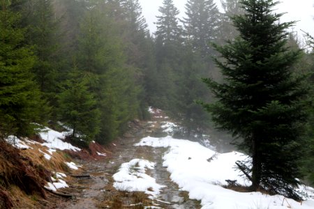 Abondand track in the Black Forest at north of Obertal Baiersbronn 2020-03-11 11