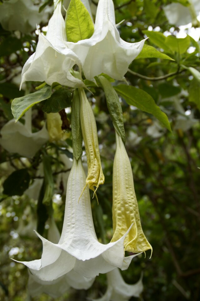 Bignoniaceae plants tree ornamental tree