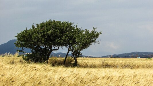 Tree landscape countryside