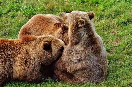 Dam wild animal bear
