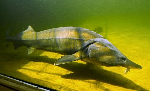 Freshwater freshwater fish large fish photo