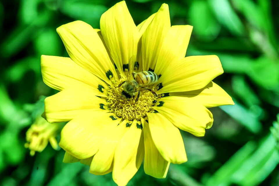 Yellow bees macro