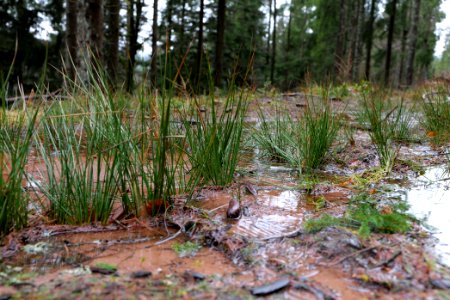Abondand track in the Black Forest at north of Obertal Baiersbronn 2020-03-11 09