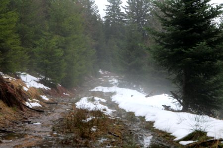 Abondand track in the Black Forest at north of Obertal Baiersbronn 2020-03-11 14
