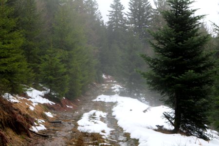 Abondand track in the Black Forest at north of Obertal Baiersbronn 2020-03-11 12