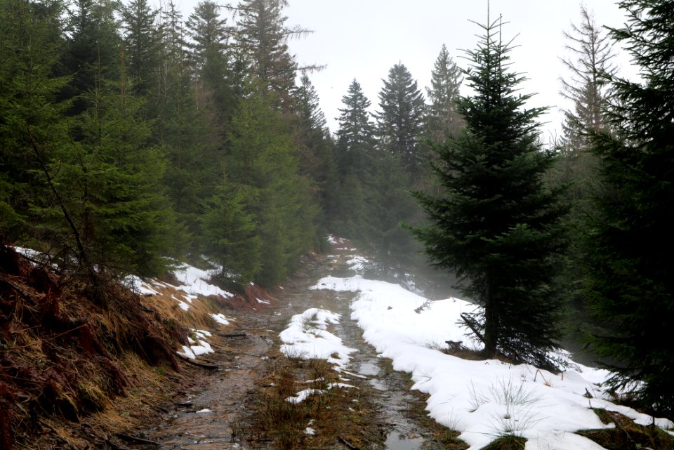 Abondand track in the Black Forest at north of Obertal Baiersbronn 2020-03-11 15