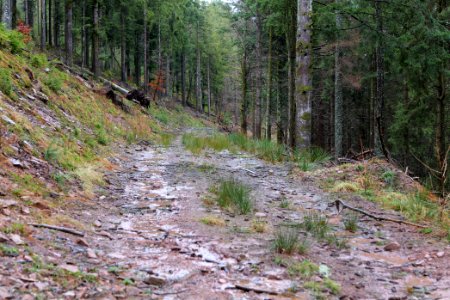 Abondand track in the Black Forest at north of Obertal Baiersbronn 2020-03-11 10