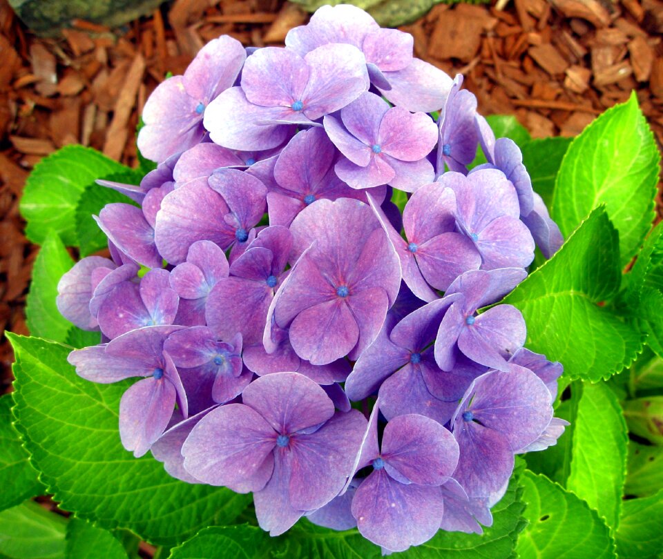 Bloom flower blue blossom
