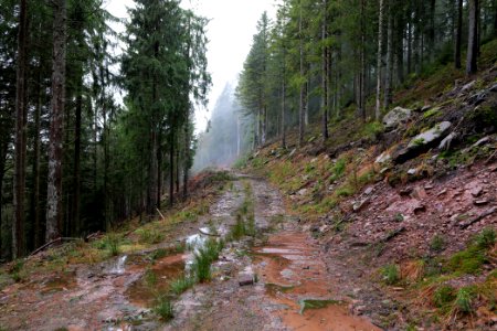 Abondand track in the Black Forest at north of Obertal Baiersbronn 2020-03-11 02