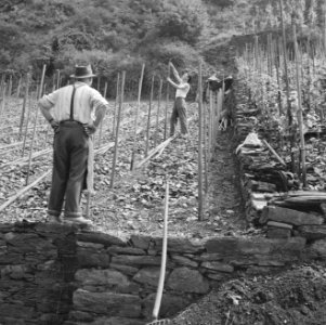 Aanleggen van een wijngaard bij Brodenbach, Bestanddeelnr 254-3844