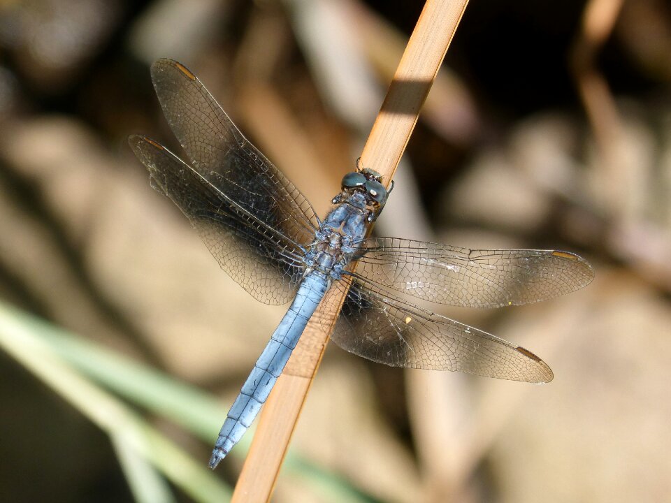 Stem flying insect orthetrum coerulescens