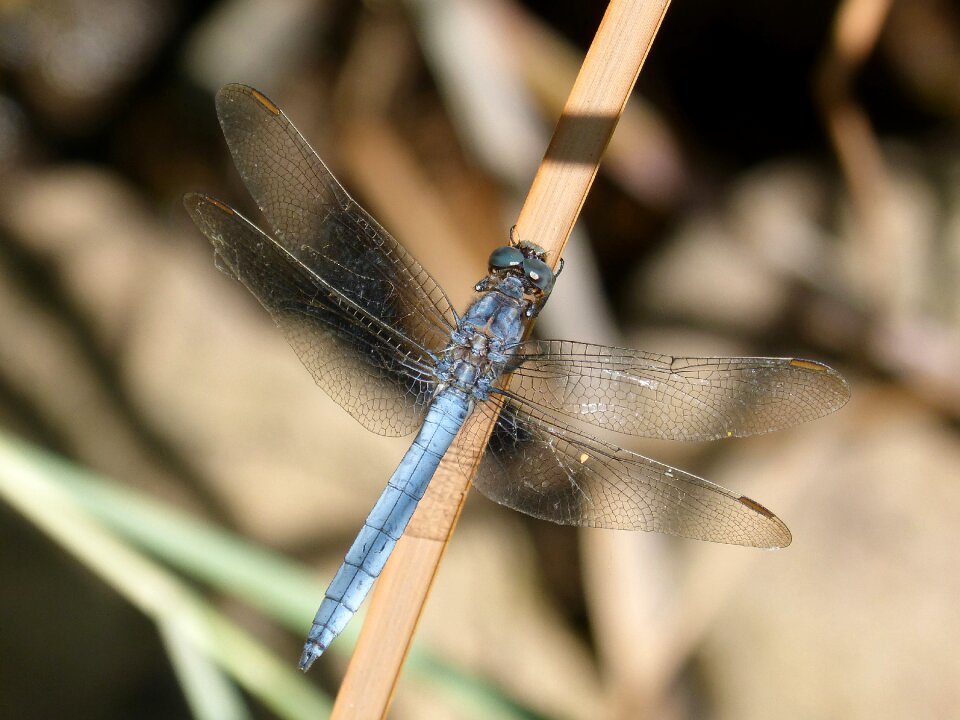 Stem flying insect orthetrum coerulescens photo