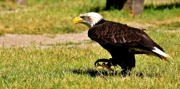 Raptor bald eagle bird of prey