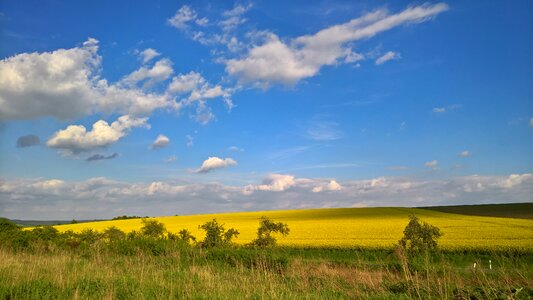 Yellow landscape field
