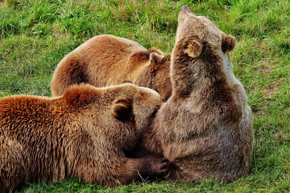 Dam wild animal bear